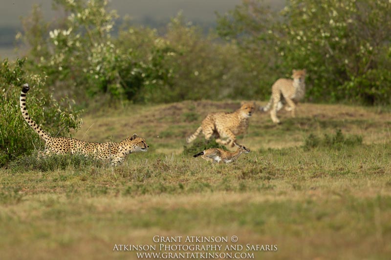 Cheetahs - Copyright © Grant Atkinson